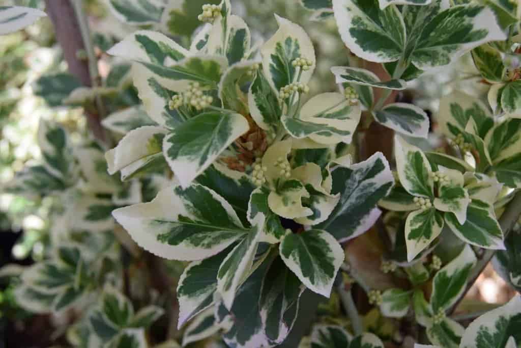Euonymus fortunei 'Silver Queen' 20-30 cm